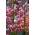 Lírio-de-rosa martagão; Lírio-do-mato do turco