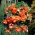 베고니아 펜듈라 캐스케이드 오렌지 - 2 개의 알뿌리 - Begonia ×tuberhybrida pendula