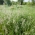 Kentucky bluegrass Marauder - 5 kg; slät ängsgräs, vanligt ängsgräs - 
