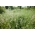 Kentucky bluegrass Marauder - 5 kg; iarbă de luncă netedă, iarbă de luncă comună - 