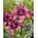 "Purple Dream" asiatisk lilje - stor pakke! - 10 løg