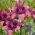 "Purple Dream" Asiatisk lilja - stort paket! - 10 lökar