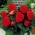 Begonia Fimbriata - Punane - pakend 2 tk
