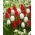 Witte en rode tulpen - grote verpakking! - 50 stuks - 