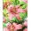 Lys asiatique "Morpho Pink" - grand paquet ! - 10 bulbes