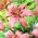 "Morpho Pink" asiatisk lilje - stor pakke! - 10 løk