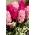 Rosa hyacint set - 24 st - 