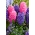 Blue and pink hyacinth set – 24 pcs