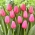 &quot;Velká láska&quot; tulipán - 50 cibulí - 