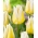 Tulpe "Flaming Agrass" - 5 Knollen