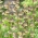 Green Dreams' perzsa fritillary - 10 hagymák