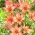 Lys asiatique "Trogon" - gros paquet ! - 10 bulbes