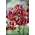 "Claude Shride" crveni martagon ljiljan - veliko pakiranje! - 10 lukovica; Turkov kapuljač