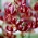 Rdeča martagonova lilija "Claude Shride"; Turkova kapica