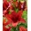 Asiatisk lilje "Red Highland" - stor pakke! - 10 løk