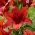 Lys asiatique "Red Highland" - gros paquet ! - 10 bulbes