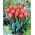 "Jimmy" tulip - 50 bulbs