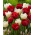 טוליפ לחתוך פרחים - מבחר של זנים בגוונים של לבן ואדום - 50 יח ' - 