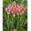 Tulipa 'Dinastia' - 50 bulbos