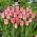 Tulipa 'Dinastia' - 50 bulbos