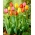 Set de tulipanes tricolor - paquete grande - 45 piezas - 