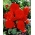 Begonia Fimbriata - Rød - pakke med 2 stk