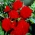 Begonia Veliki cvjetni dvostruko crveni - 2 lukovice - Begonia ×tuberhybrida 