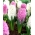 Valkoinen ja vaaleanpunainen-kukka hyasintti - 24 kpl - 