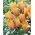 Piruló hölgy' tulipán - 5 hagymák