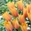 Tulipa 'Blushing Lady' - 5 bulbos