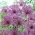 Декоративный лук "Пурпурный дождь" - 3 луковицы. - 