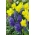 Jonquil dan set hyacinth biru - 29 pcs - 