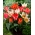 Greigii Mix - selección de tulipanes de bajo crecimiento - 5 bulbos