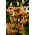 Orange martagon lilje - stor pakke! - 10 løg; Turk's kasket lilje