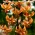 Orange martagon lilje - stor pakke! - 10 løk; Turk's cap lilje