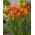 „Greetje Smit“ tulpė - 5 svogūnėliai