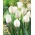 "Hvit" tulipan - 50 løk