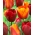 Tulipán szett - piros és sárgabarack sárga szegéllyel - 50 db - 