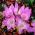 Azafrán de otoño - 'Lilac Wonder' - paquete grande - 10 piezas; pradera azafrán, dama desnuda