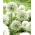 Allium Mount Everest - củ / củ / rễ