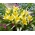 6 rinkinys - Tulpė Tarda - mažai auganti, botaninė - 50 vnt - 