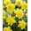 النرجس ديك وايلدن - النرجس البري ديك وايلد - 5 البصلة - Narcissus