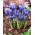 Iris reticulata - 10 bebawang