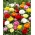 Ranunkelsläktet - MIX - paket med 10 stycken - Ranunculus