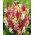 Ixia Mixed - Selection de couleur de lys de mais - Paquet XXXL! - 1250 bulbes
