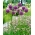 Allium His Excellency - čebulica / gomolj / koren