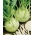 Kohlrabi, זרעי קולורבי ענק - ברסיקה oleracea שינן. acephala אלף. var. gongylodes - 520 זרעים - Brassica oleracea var. Gongylodes L.