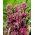 Pór ružový ľalie - Allium oreophilum - balíček XXXL! - 1000 ks