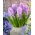 Hyacinthus Splendid Cornelia - Hyacinth Splendid Cornelia - 3 لامپ