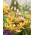 Lilium, Lily Martagon Yellow - กระเปาะ / หัว / ราก - Lilium Martagon Yellow
